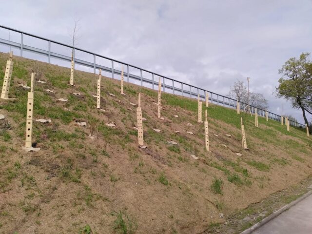 Pressemitteilung: Bau des Radschnellwegs in Garching: Massive Rodungsarbeiten und mangelhafte Wiederanpflanzung auf betroffenen Flächen

Im Jahr 2025 wurden im Auftrag des Landratsamts München die Bauarbeiten für den Radschnellweg über die A9 bei der Egernfeldbrücke fortgesetzt. Dabei kam es zu umfangreichen Eingriffen in die Vegetation. Nach Auskunft der Garchinger Stadtverwaltung wurden über 40 Bäume sowie schätzungsweise 60 Sträucher auf drei von vier Hangseiten vollständig entfernt, inklusive ihrer Wurzeln über die gesamte Böschung hinweg. Unklar bleibt, weshalb die nordwestliche Seite von diesen Maßnahmen ausgenommen wurde. Ein Indiz dafür, dass der großflächige Kahlschlag möglicherweise nicht in vollem Umfang erforderlich gewesen wäre. Das wurde in der Stadtratssitzung am 23.04.26 bestätigt.

Zusätzliche Bedenken ergeben sich aus dem eingesetzten Material zur Hangsicherung. Ende 2025 wurden Erosionsschutzmatten auf der gesamten Böschungsfläche verlegt. Entgegen ursprünglichen Zusagen bestehen diese nicht aus natürlichen Materialien wie Stroh und Kokos, sondern aus Stroh und einem Steppfaden aus Polypropylen-Multifilament. Dieses Material ist nicht lichtbeständig und zerfällt mit der Zeit in nicht abbaubare Mikroplastikpartikel.

Auch die Nachpflanzungen, die im April 2026 durchgeführt wurden, stoßen auf Kritik. Statt größerer Bäume, wie sie in Garching nachgepflanzt werden, wurden lediglich etwa 1,50 Meter hohe Jungpflanzen gesetzt. Diese ragen kaum über den angebrachten Verbissschutz hinaus. Der Nutzen dieser Schutzmaßnahmen erscheint fraglich, zumal vor Ort weder Biber noch nennenswerte Wildbestände zu beobachten waren.

Alle entfernten Bäume (ca. 35 Jahre alt) und Sträucher waren Eigentum der Stadt Garching, die diese Zerstörung und die völlig unzureichende Wiederherstellung nicht akzeptieren sollte. Der Landkreis lässt sich den Radschnellweg Millionen kosten, für die Wiederherstellung der zerstörten Natur sollte dann auch ausreichend Budget bereitgestellt werden...

Die ganze Pressemitteilung findet ihr unter dem Link in der Bio.