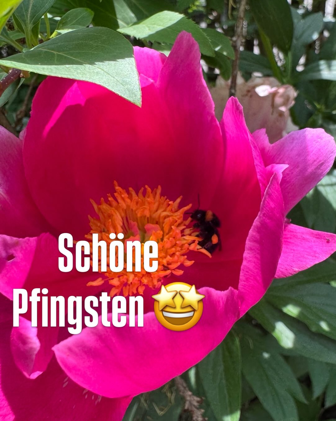 ✨ Frohe Pfingsten & schöne Ferien! ✨
Die SPD Garching wünscht euch von Herzen entspannte Tage, Zeit mit Familie und Freunden und Momente, in denen ihr einfach mal abschalten könnt. 🌿☀️

Pfingsten ist auch ein Fest der Gemeinschaft – und die brauchen wir gerade. Ob beim Grillen am See, beim Spaziergang durch Garching oder beim gemeinsamen Kaffee ☕️ oder Tee 🍵 
Genießt die freie Zeit, tankt Energie und kommt gut an!

#FrohePfingsten #SchöneFerien #SPDGarching #urlaubfürdieseele #garching